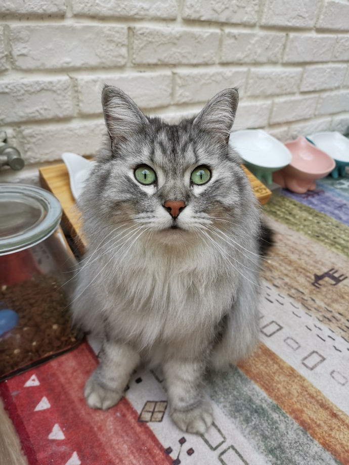 猫图片|宠物猫|猫咪|