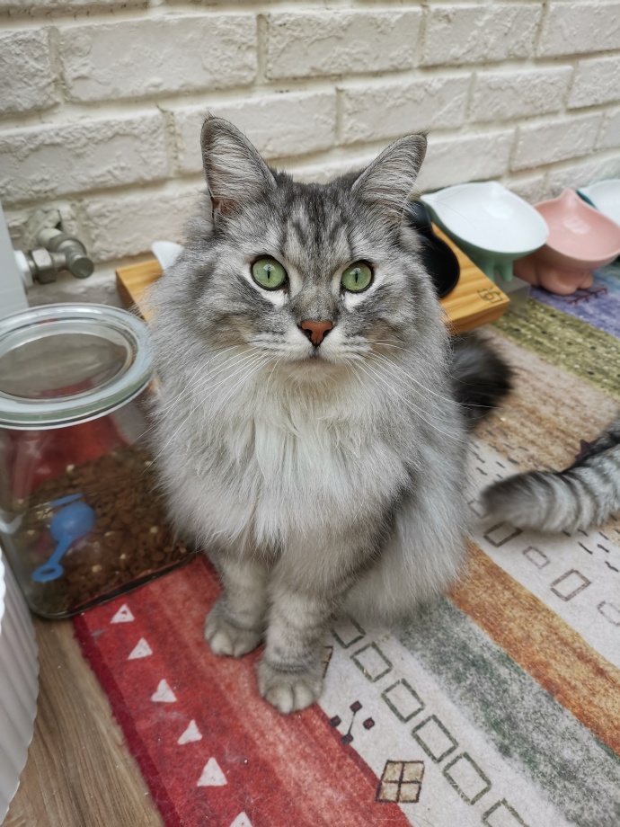 猫图片|宠物猫|猫咪|