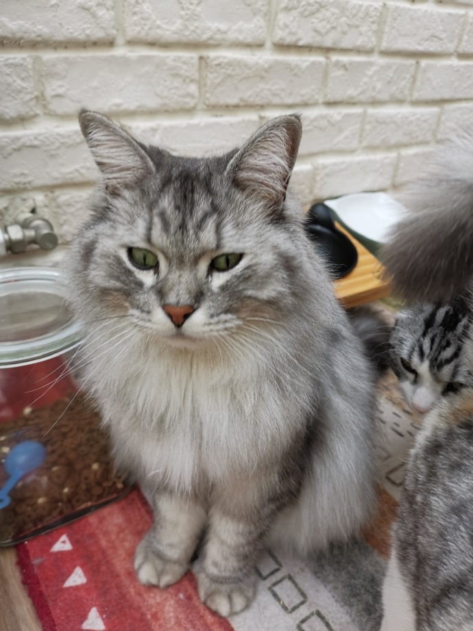 猫图片|宠物猫|猫咪|