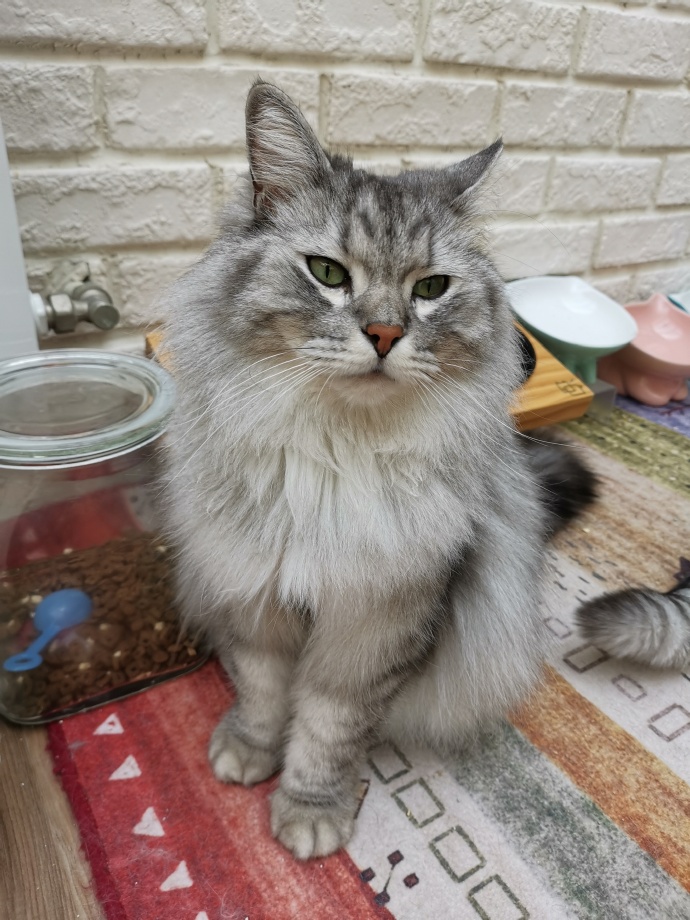 猫图片|宠物猫|猫咪|