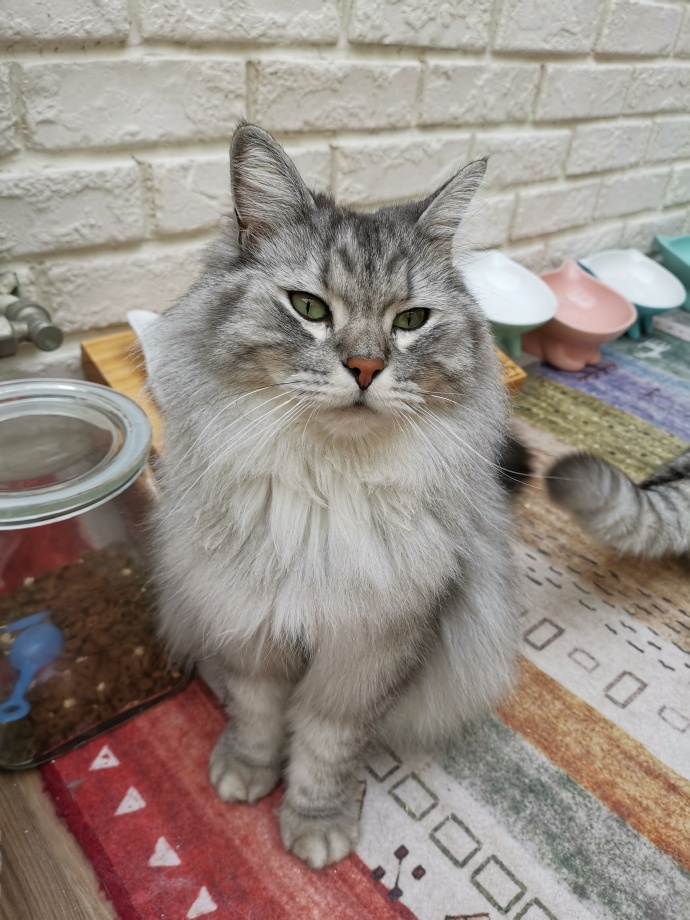 猫图片|宠物猫|猫咪|