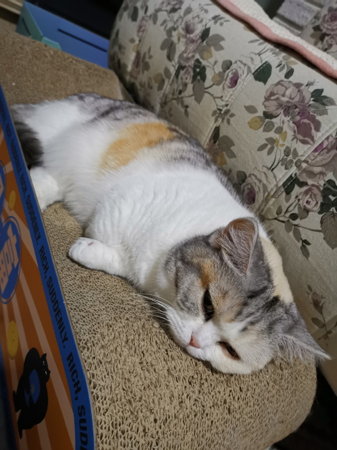 猫图片|宠物猫|猫咪|