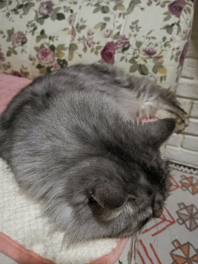 猫图片|宠物猫|猫咪|