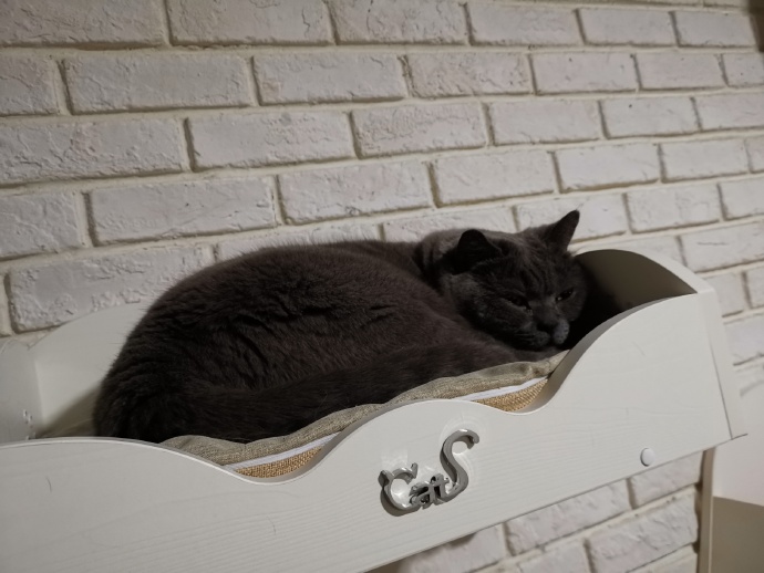 猫图片|宠物猫|猫咪|