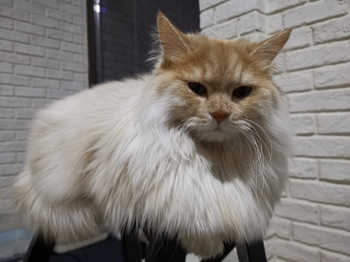 猫图片|宠物猫|猫咪|