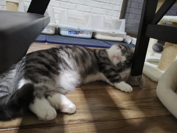 猫图片|宠物猫|猫咪|