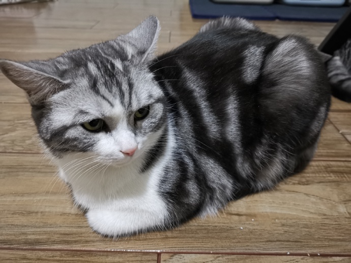 猫图片|宠物猫|猫咪|