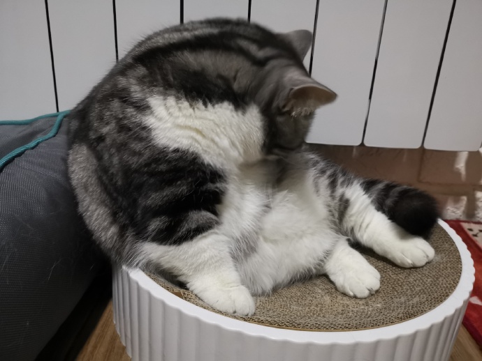 猫图片|宠物猫|猫咪|