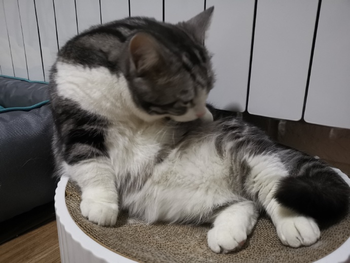 猫图片|宠物猫|猫咪|