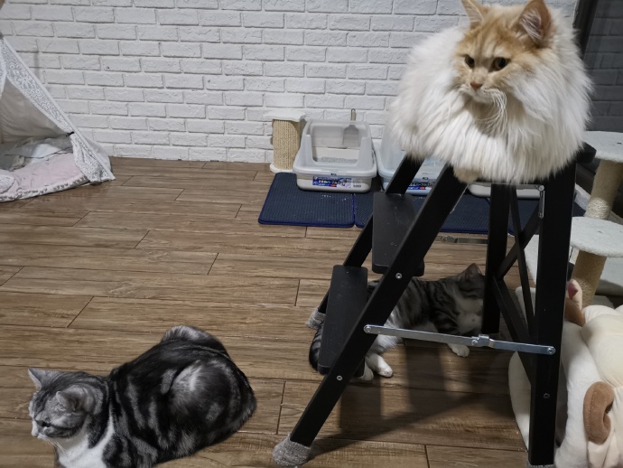 猫图片|宠物猫|猫咪|