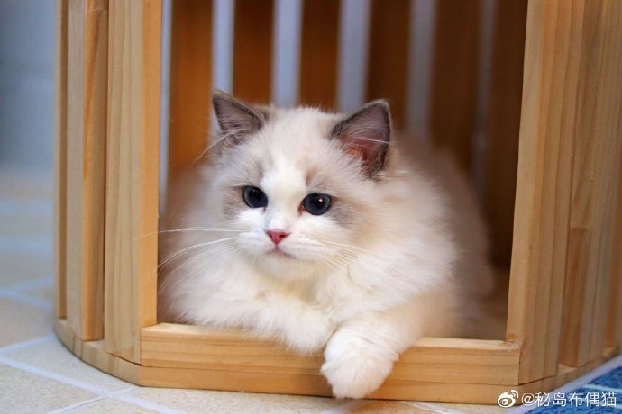 猫图片|宠物猫|猫咪|