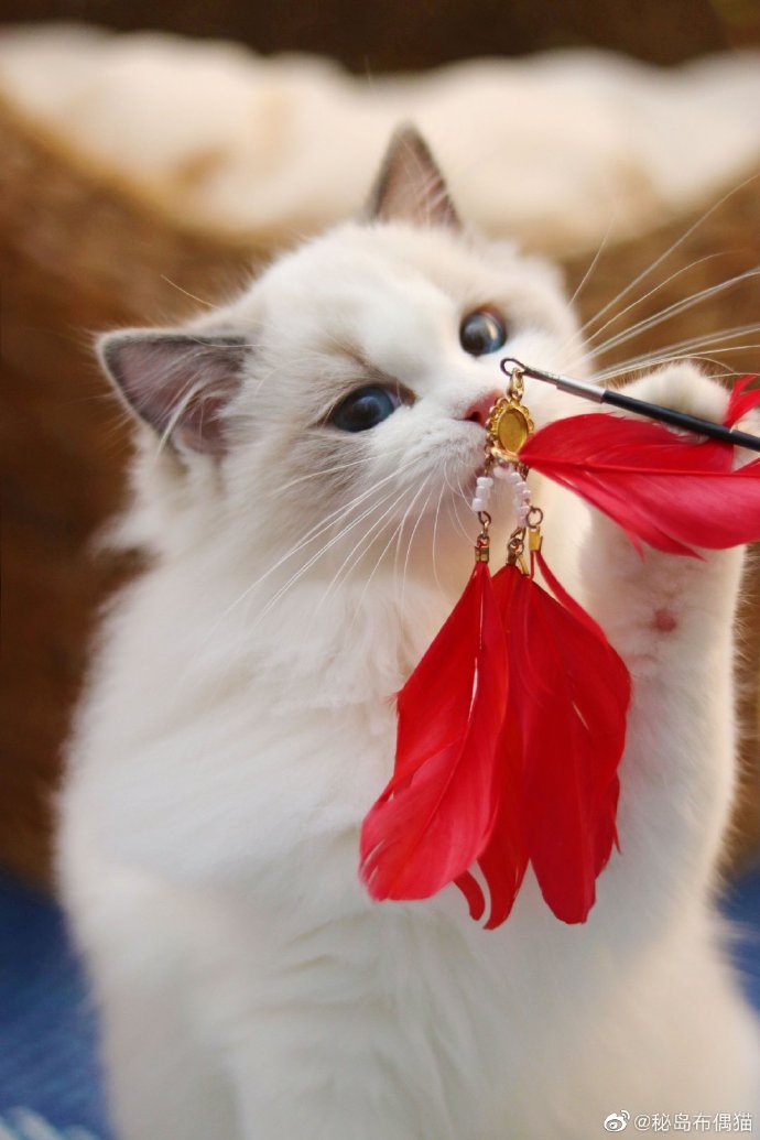 猫图片|宠物猫|猫咪|