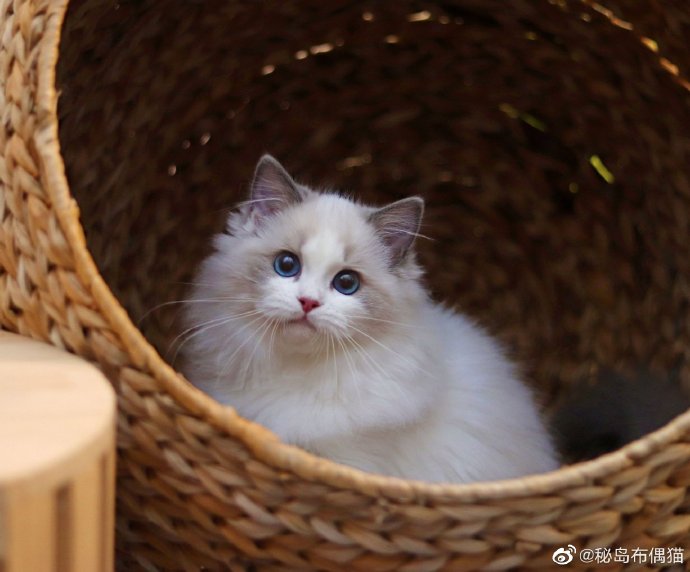 猫图片|宠物猫|猫咪|