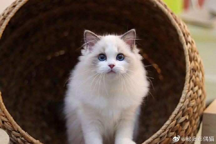 猫图片|宠物猫|猫咪|