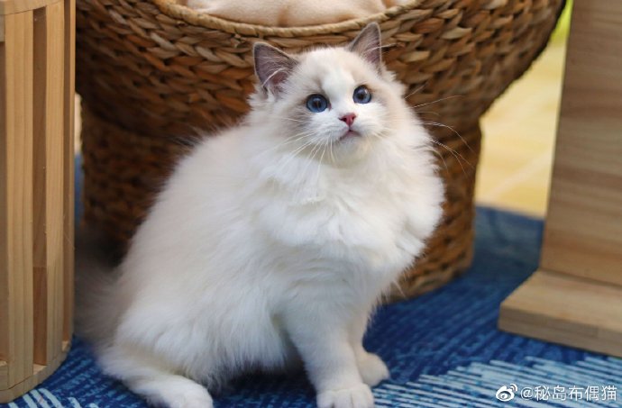 猫图片|宠物猫|猫咪|