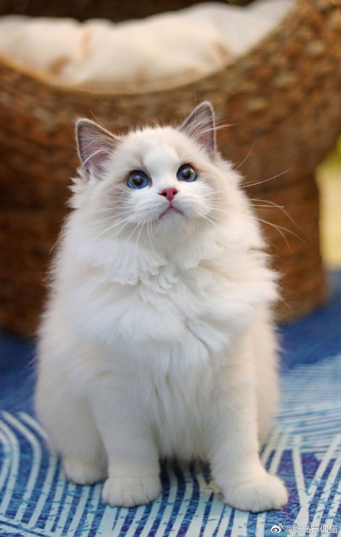 猫图片|宠物猫|猫咪|