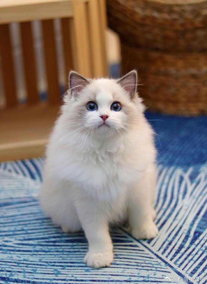 猫图片|宠物猫|猫咪|