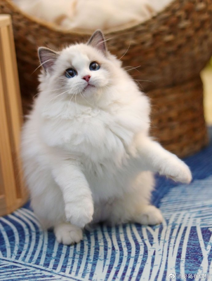 猫图片|宠物猫|猫咪|