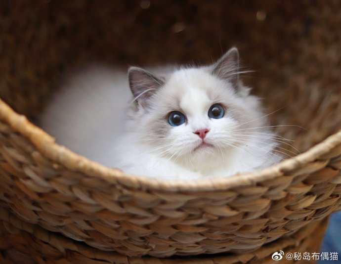 猫图片|宠物猫|猫咪|