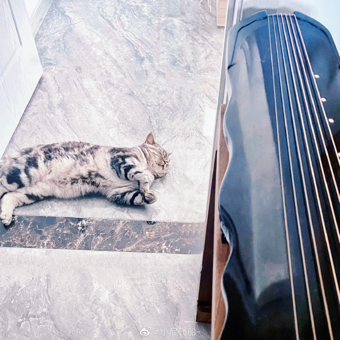 猫图片|宠物猫|猫咪|