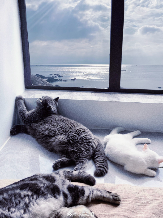 猫图片|宠物猫|猫咪|