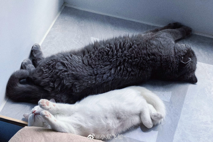 猫图片|宠物猫|猫咪|