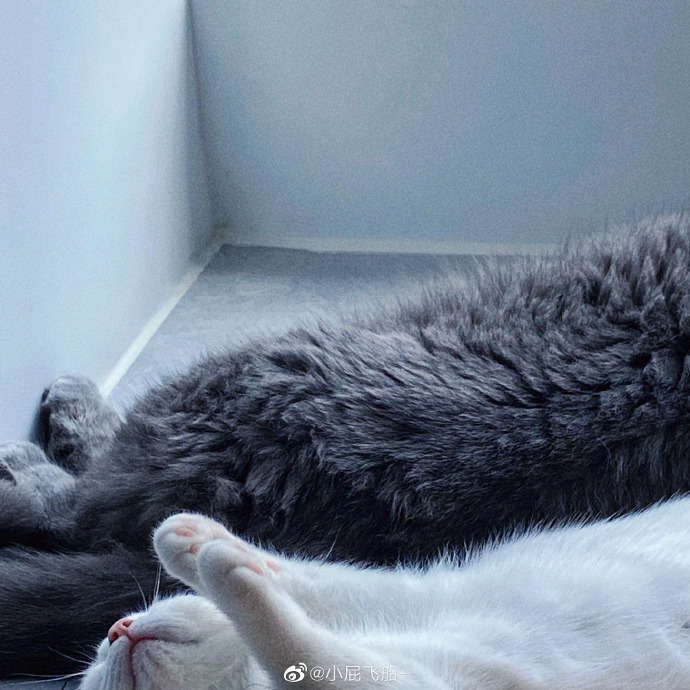 猫图片|宠物猫|猫咪|