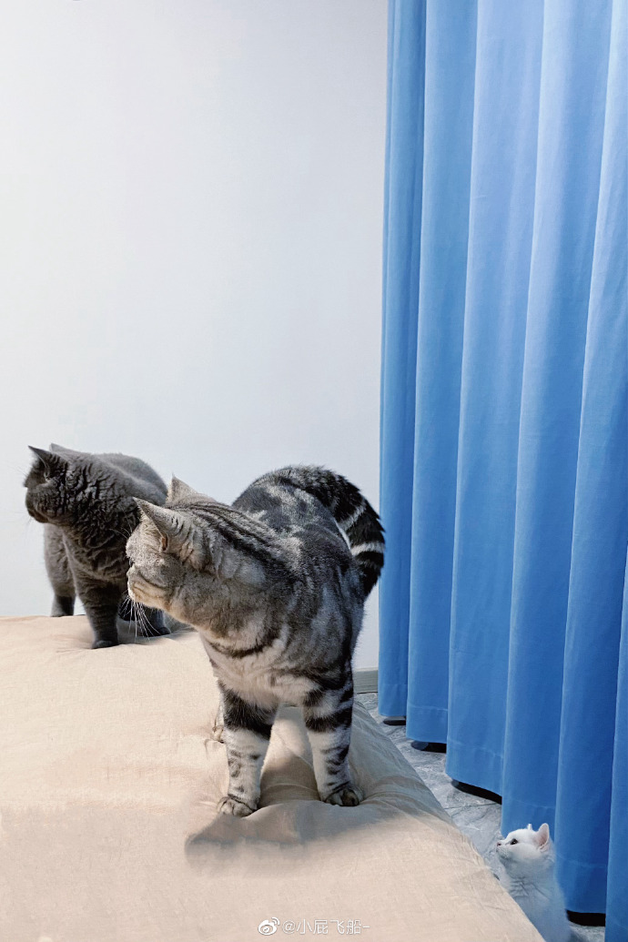 猫图片|宠物猫|猫咪|