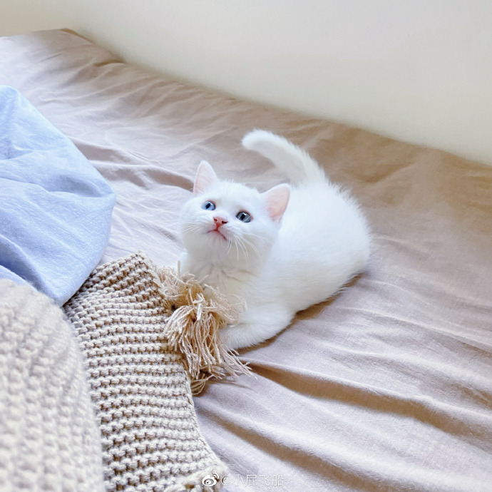 猫图片|宠物猫|猫咪|