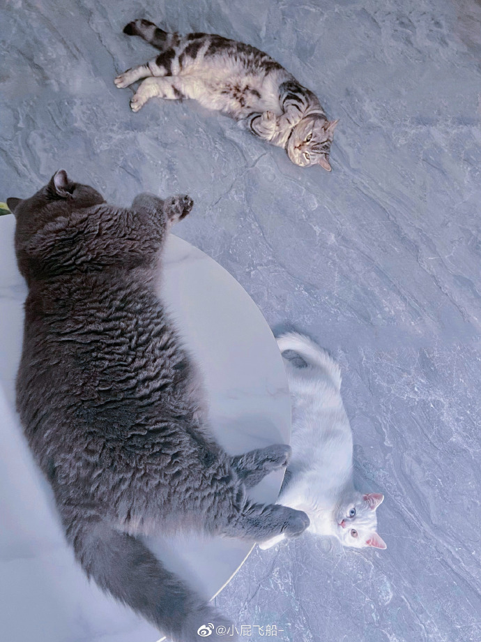 猫图片|宠物猫|猫咪|