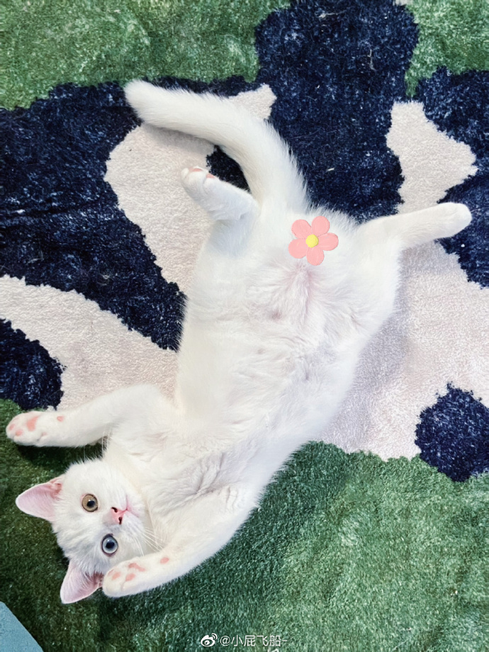 猫图片|宠物猫|猫咪|