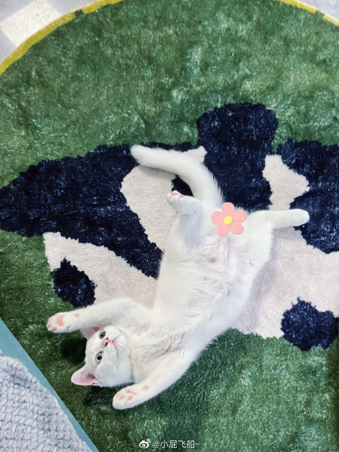 猫图片|宠物猫|猫咪|