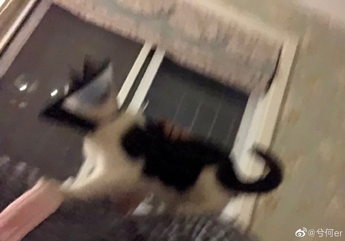 猫图片|宠物猫|猫咪|