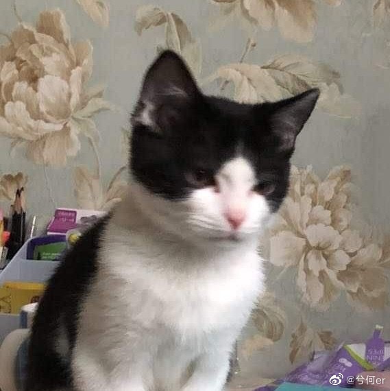 猫图片|宠物猫|猫咪|