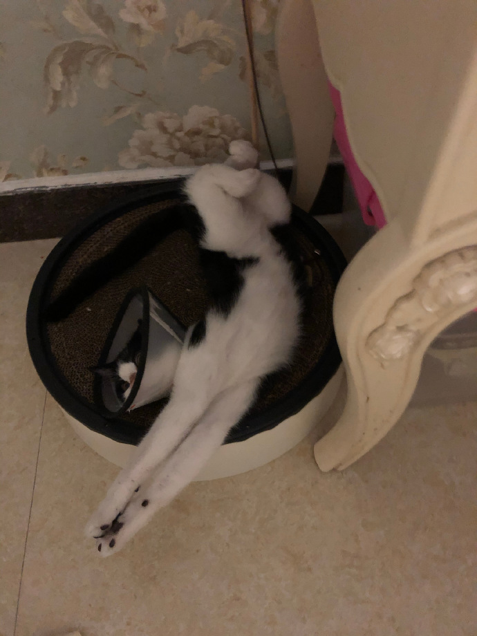 猫图片|宠物猫|猫咪|