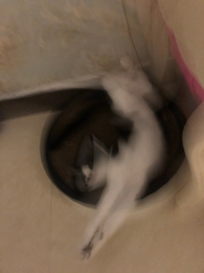 猫图片|宠物猫|猫咪|