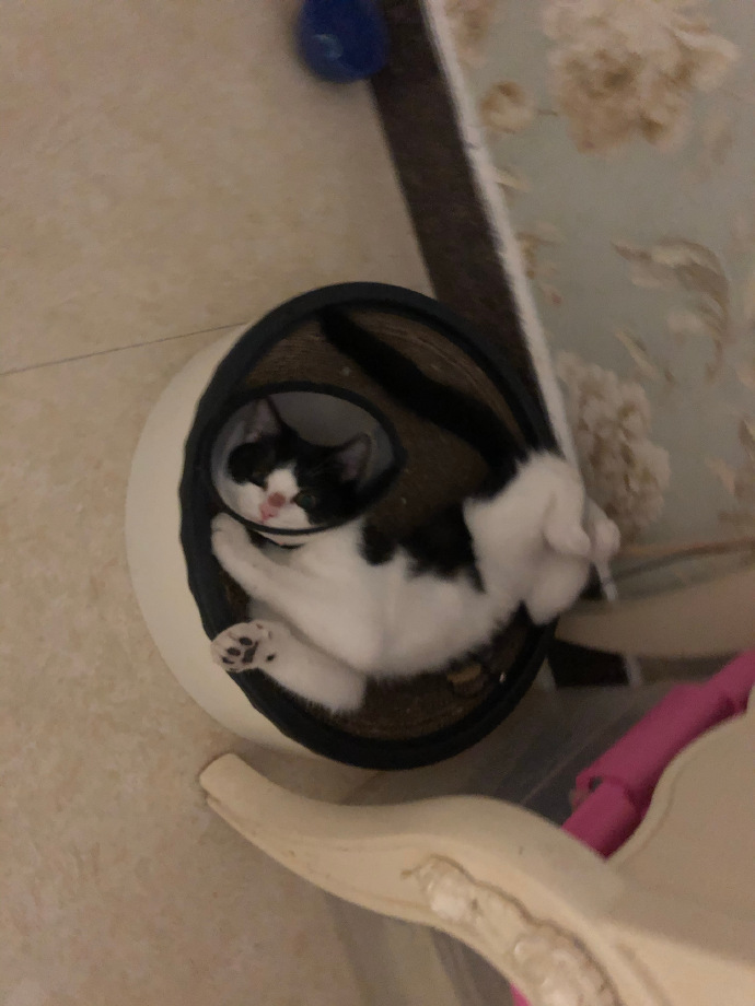 猫图片|宠物猫|猫咪|