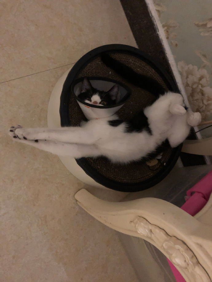 猫图片|宠物猫|猫咪|