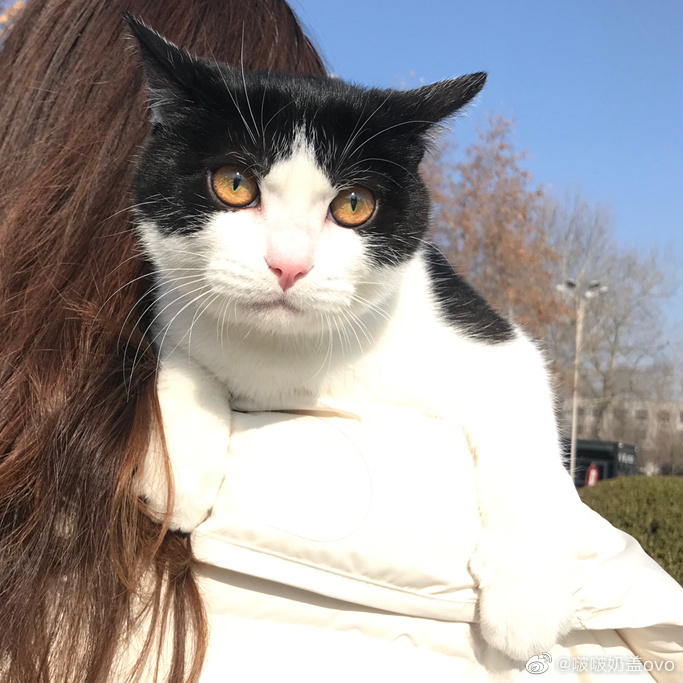 猫图片|宠物猫|猫咪|