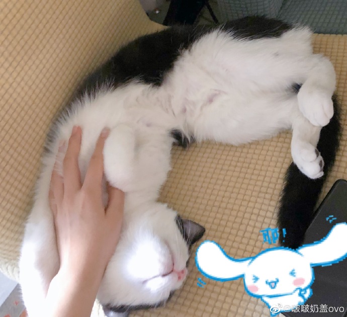 猫图片|宠物猫|猫咪|