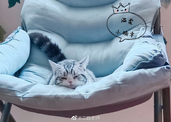 猫图片|宠物猫|猫咪|