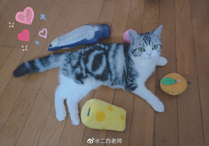 猫图片|宠物猫|猫咪|