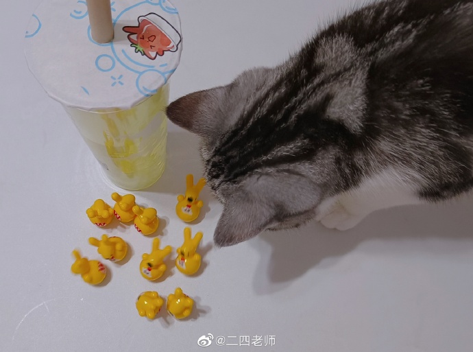 猫图片|宠物猫|猫咪|