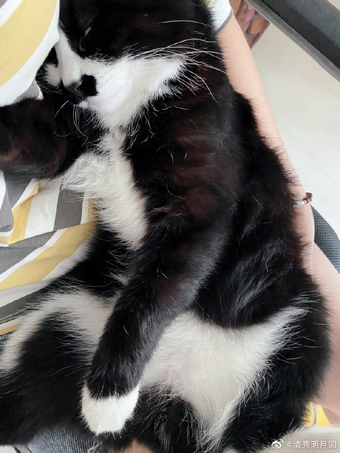 猫图片|宠物猫|猫咪|