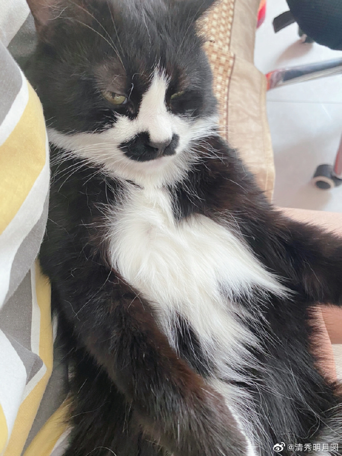 猫图片|宠物猫|猫咪|