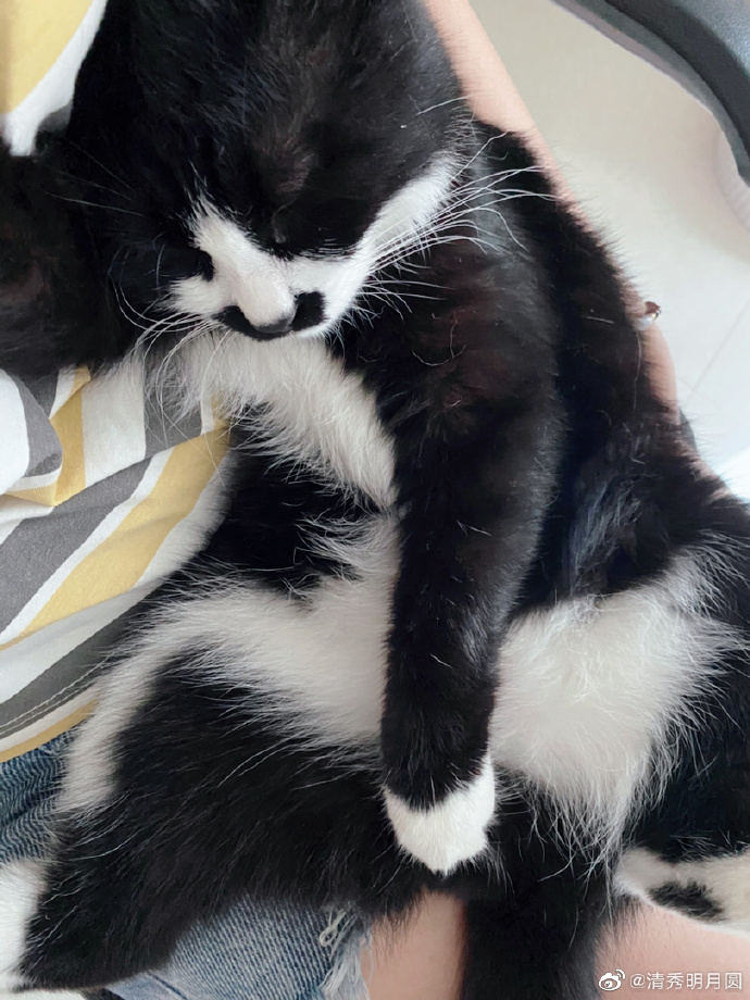 猫图片|宠物猫|猫咪|