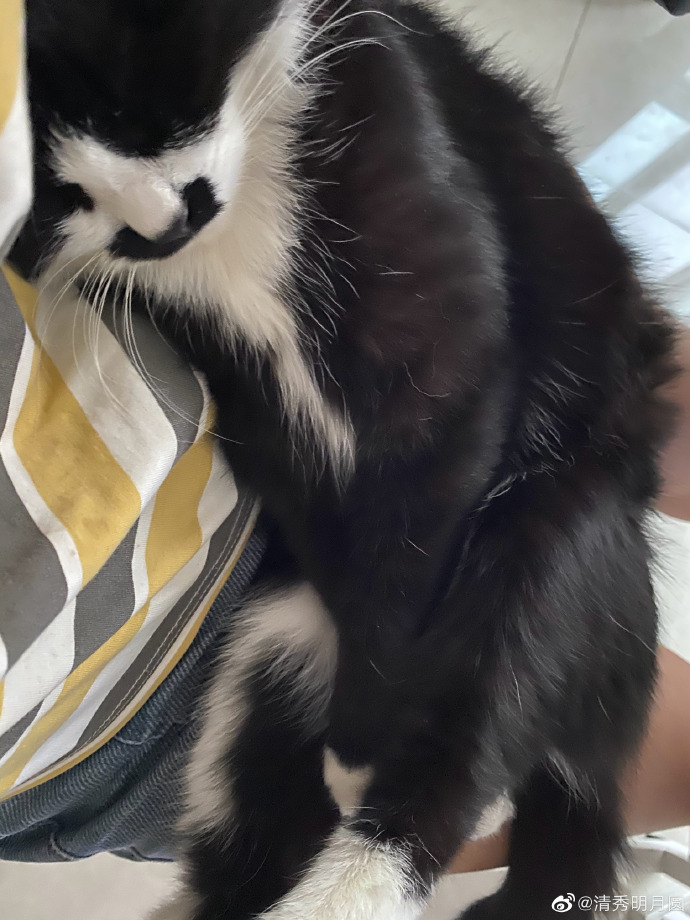 猫图片|宠物猫|猫咪|