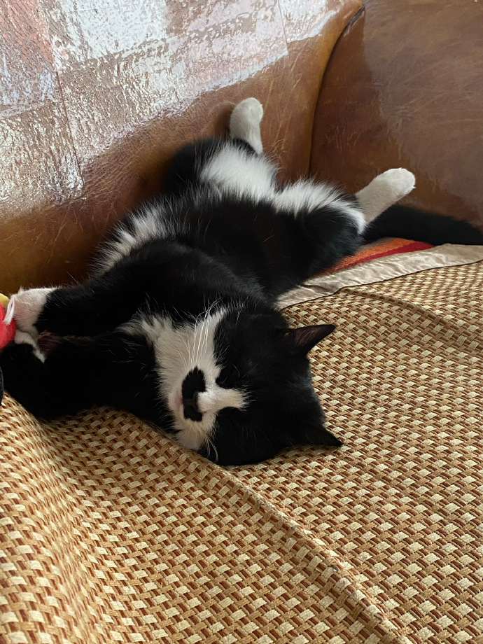 猫图片|宠物猫|猫咪|