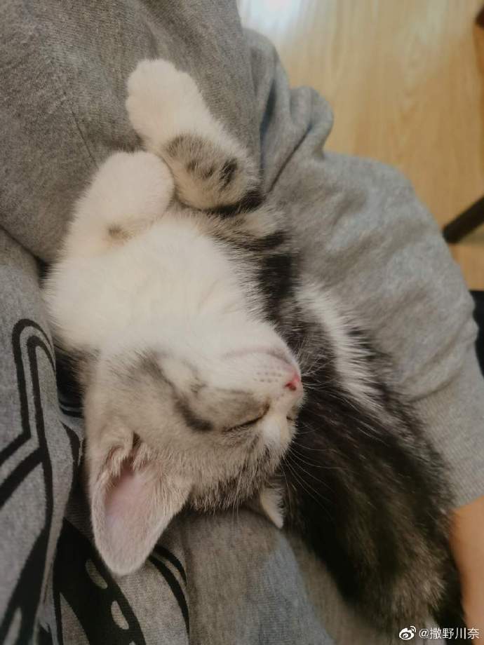 猫图片|宠物猫|猫咪|