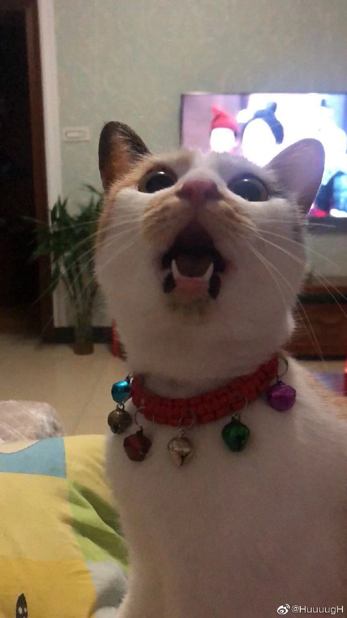 猫图片|宠物猫|猫咪|